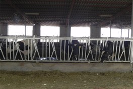 تصویر گردنگیر قفل دار دو حالته فلزی 