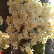 تصویر پیاز گل نرگس پرپر و شهلا مخلوط سایز درهم ده کیلویی 