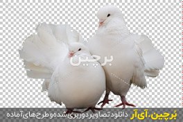 تصویر یک جفت کبوتر png 