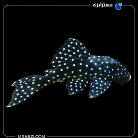 تصویر پلکو اسنوبال LDA33 