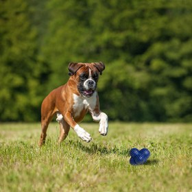 Nylabone ball outlet