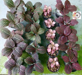 تصویر پک ۲۰ عددی فیتونیا رنگی 