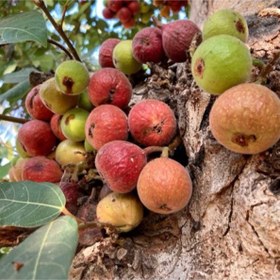 تصویر بذر بونسای انجیر خوشه ای قرمز 5 عددی 