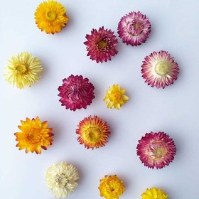 تصویر گل خشک مینا بسته 5 عددی 