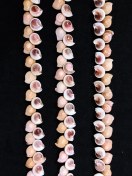 تصویر ریسه صدفی 40 سانتیمتری 