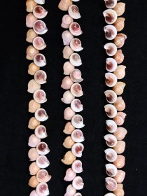 تصویر ریسه صدفی 40 سانتیمتری 