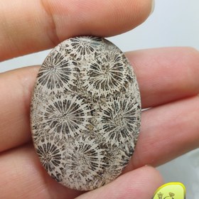 تصویر فسیل مرجان اندونزی 