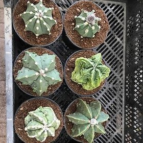 تصویر بذر کاکتوس میریو میکس فوکوریو 