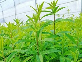 تصویر به لیمو (بسته100گرمی) 