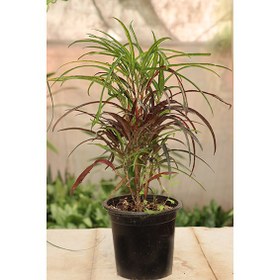 تصویر گیاه کروتن رشته ای (34) 