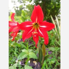 تصویر پیاز گل آماریلیس مطابق تصویر 