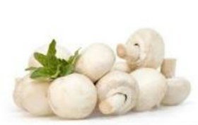 تصویر پرورش قارچ 