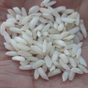 تصویر برنج عنبر بوی باران 