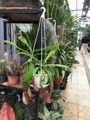 تصویر گیاه حشره خوار نپنتس 