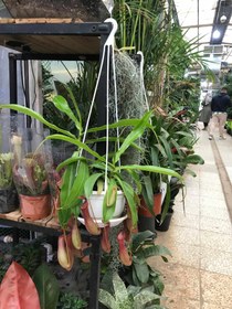 تصویر گیاه حشره خوار نپنتس 