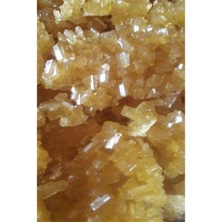 تصویر نبات پرده زرد/۲کیلویی 