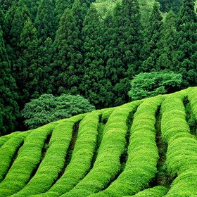 تصویر چای سبز قلم لاهیجان 