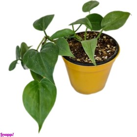 تصویر گیاه طبیعی اسکاندیس مدل 05 