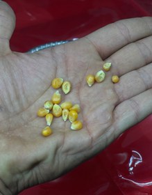 تصویر گل ذرت (ذرت پفیلا) 