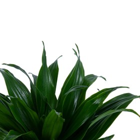 تصویر دراسنا کامپکت Dracaena Compacta 