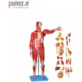تصویر مولاژ مدل عضلات بدن انسان (27 قسمتی ) کد 49 