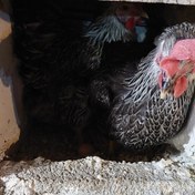تصویر تخم مرغ محلی ارگانیک 