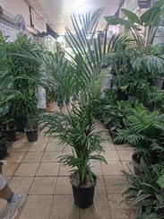 تصویر نخل اریکا سطل ۱۰ 