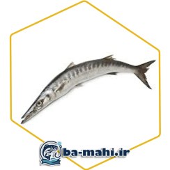 تصویر ماهی شیر دم سیاه 