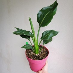 تصویر پرنده بهشتی نیکولای گل سفید گیاه آپارتمانی خاص 