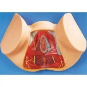 تصویر مولاژ آناتومی کف لگن زن 