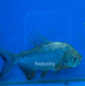 تصویر رد پاکو 30 سانت 