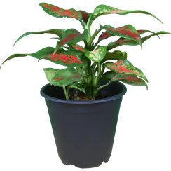 تصویر آگلونما مینیاتور قرمز 