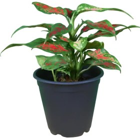 تصویر آگلونما مینیاتور قرمز 