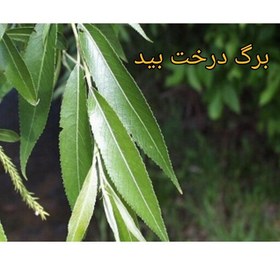 تصویر برگ بید خشک شده اعلا 