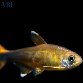 تصویر ماهی تترا سیلور مولد 