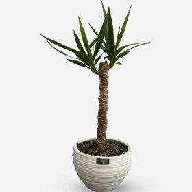 تصویر یوکا کد 3 