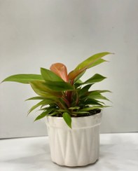 تصویر گلدان فیلدندرون پرتغالی 