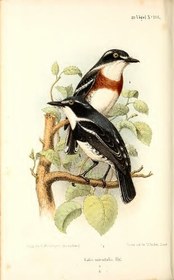 تصویر دانلود کتاب Reise in Nordost-Afrika. Schilderungen aus dem Gebiete der Beni Amer und Habab nebst zoologischen Skizzen und einem Führer für Jagdreisende 1877 کتاب آلمانی سفر در شمال شرق آفریقا. توضیحاتی از منطقه بنی عامر و حباب به همراه طرح جانورشناسی و راهنمای شکار مسافران 1877