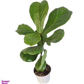 تصویر گیاه طبیعی فیکوس لیراتا کد 02 