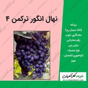 تصویر نهال انگور بلک سیدلس ۱۰۰ عدد 