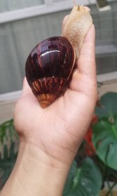 تصویر حلزون مارژیناتا ایماکولاتا | عروسک واقعی دنیای حلزون‌ها - سوپر مولد marginata immaculata