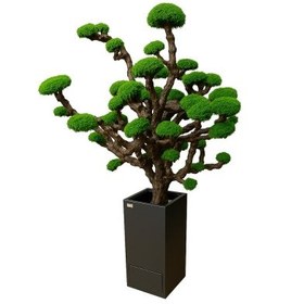 تصویر درخت جاویدان 