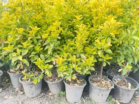 تصویر شمشاد طلایی euonymus japonica golden