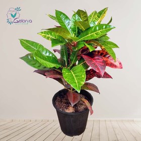 تصویر کوروتون پرتقالی 