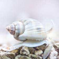 تصویر حلزون دریایی ناساریوس Nassarius Snail