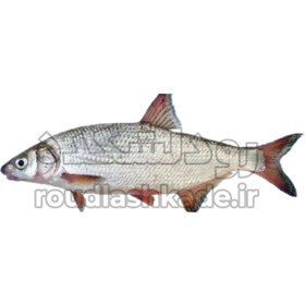 تصویر ماهی کولی Salmon Fish