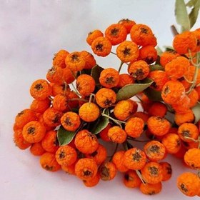 تصویر گل خشک پیراکانتا 