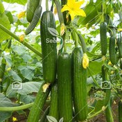 تصویر بذر خیار درختی پربار – Cucumber F1 