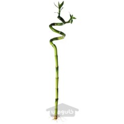 تصویر گیاه لاکی بامبو/مارپیچ 45 سانتی متر ایکیا IKEA DRACAENA IKEA DRACAENA Plant Lucky bamboo/spiral 45 cm