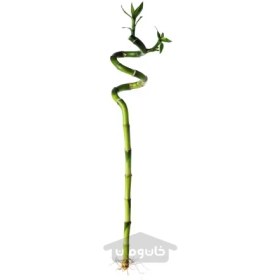 تصویر گیاه لاکی بامبو/مارپیچ 45 سانتی متر ایکیا IKEA DRACAENA IKEA DRACAENA Plant Lucky bamboo/spiral 45 cm